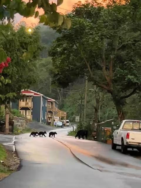 Bears Abound Aparthotel Gatlinburg Exterior foto